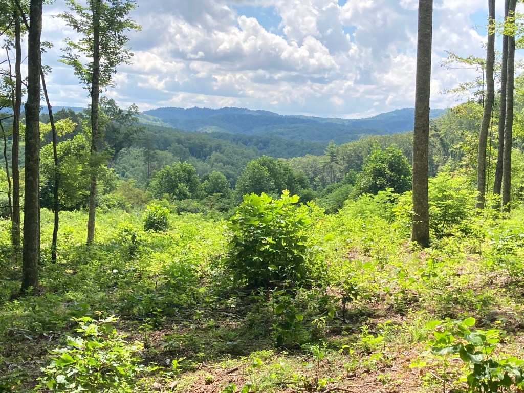 A blue-tipped mountain range in the distance with white clouds hanging overhead and lush green in the foreground.